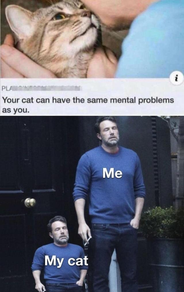 Your cat can have the same mental problems as you made with memafie 4