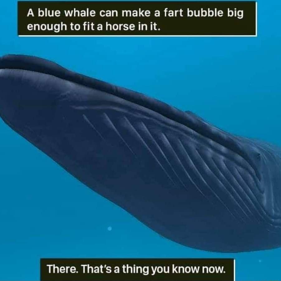 A blue whale can make a fart bubble big enough to fit a horse init LLCICRLGEESER 11 Ts R 1TE G e A e1A