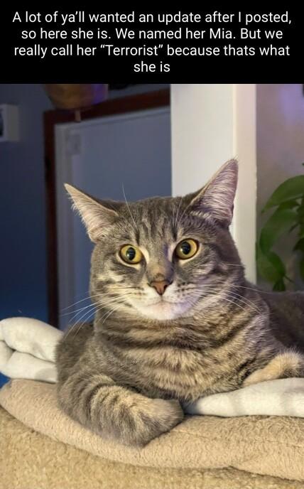 A lot of yall wanted an update after posted so here she is We named her Mia But we really call her Terrorist because thats what sheis