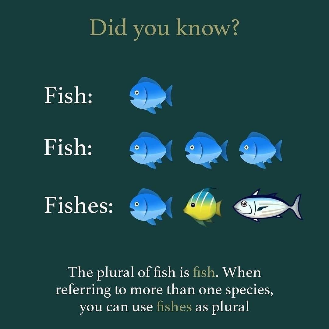 Did you know Fish Fish Q Q Q Fishes 0 The plural of fish is fish When referring to more than one species you can use fishes as plural