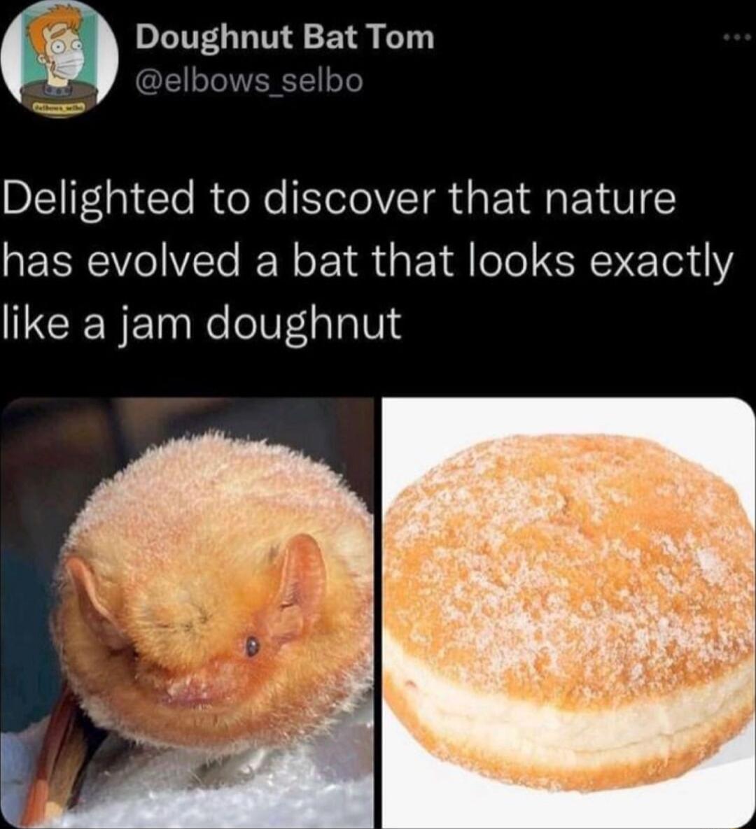 Doughnut Bat Tom elbows selbo Delighted to discover that nature has evolved a bat that looks exactly like a jam doughnut