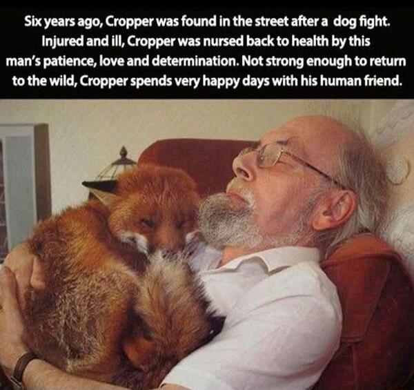 Sixyears ago Cropper was found in the street aftera dog fight Injured and il Cropper was nursed back to health by this mans patience love and determination Not strong enough to return tothe wild Cropper spends very happy days with his human friend