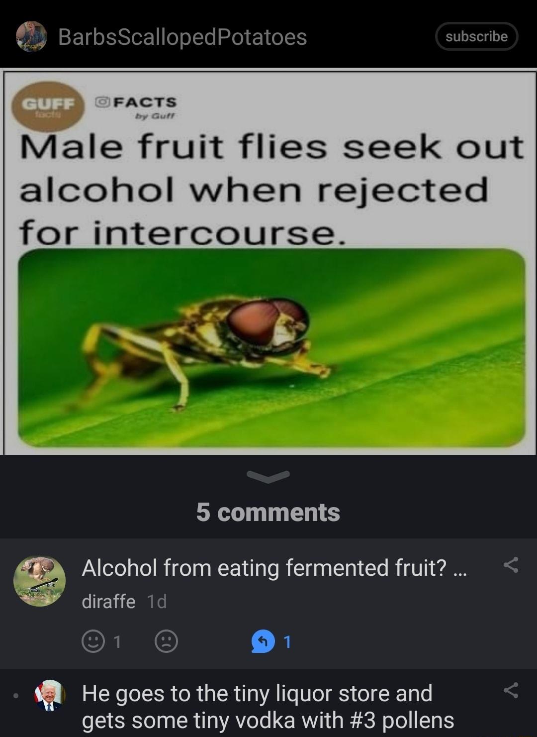 BarbsScallopedPot FACTS Male fruit flies seek out alcohol when rejected for intercourse 5 comments Alcohol from eating fermented fruit diraffe 1d 1 O He goes to the tiny liquor store and gets some tiny vodka with 3 pollens