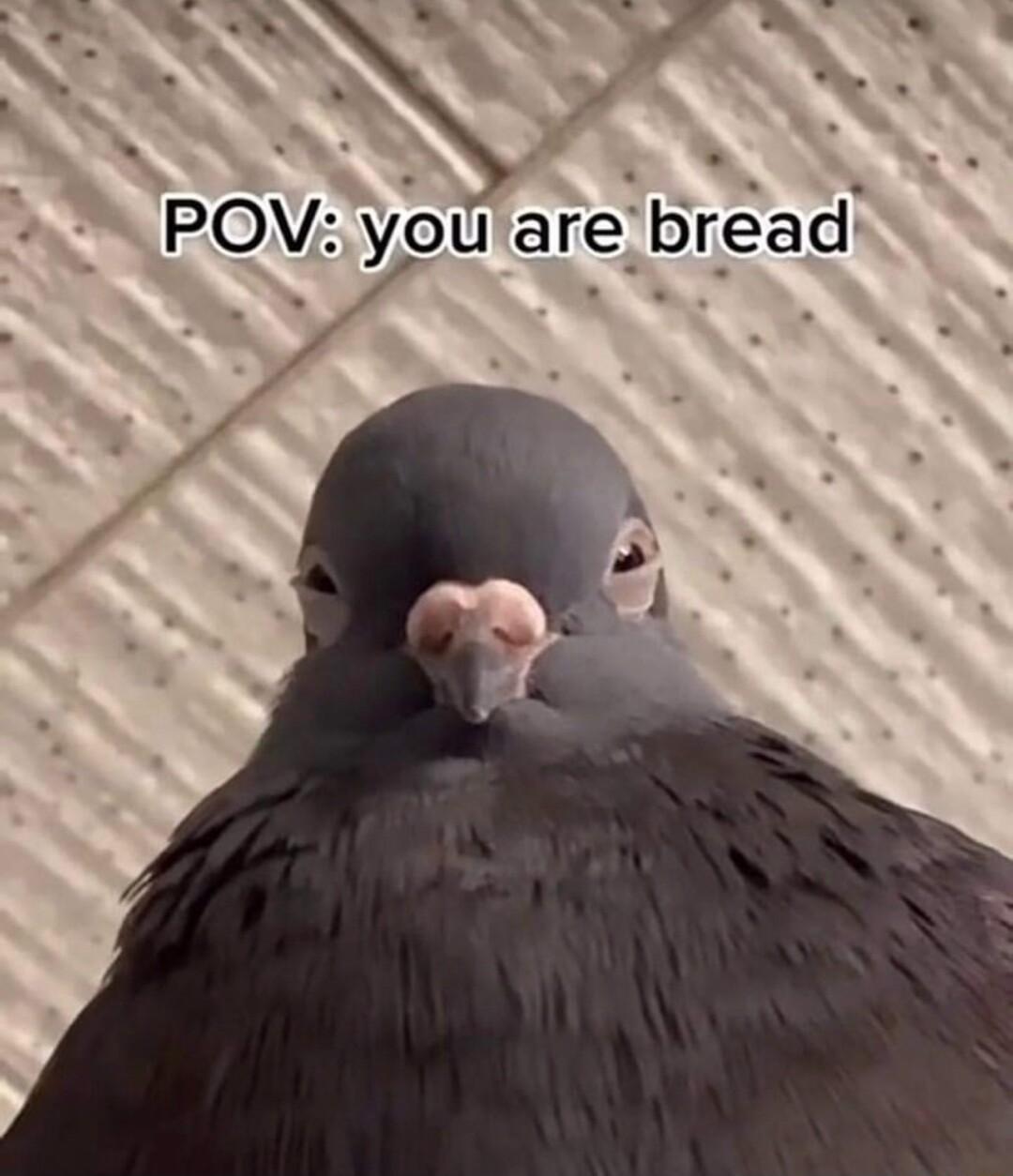 L S A NN POV ypu are bread