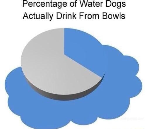 Percentage of Water Dogs Actually Drink From Bowls