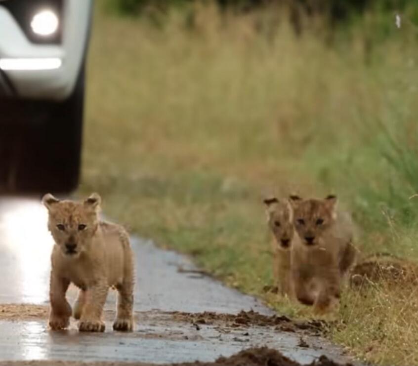 Two lion cubs standing on a wet road with a car in the background.