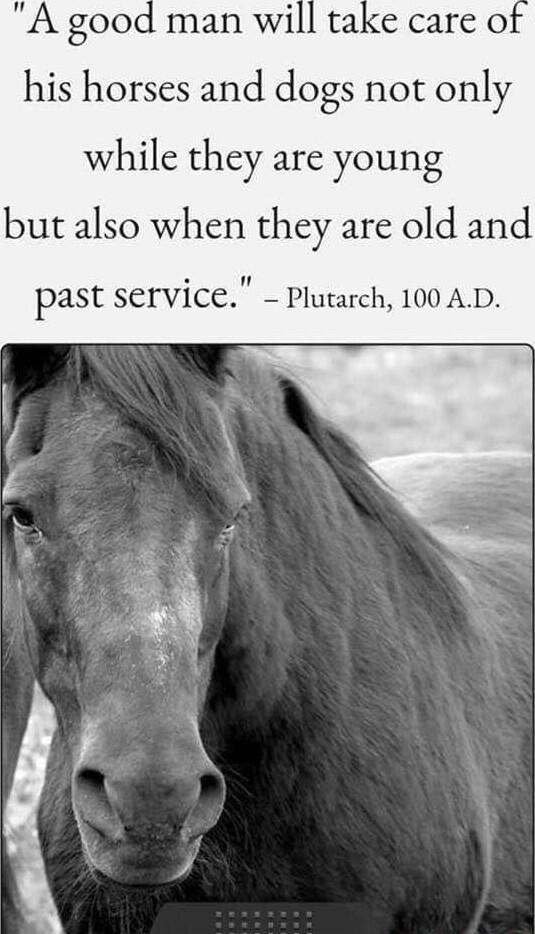 A good his horses and dogs not only while they are young but also when they are old and past service Plutarch 100 AD