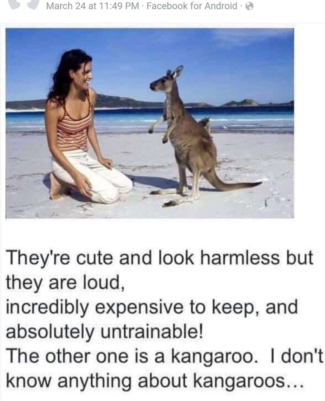 They're cute and look harmless but they are loud, incredibly expensive to keep, and absolutely untrainable! The other one is a kangaroo. I don't know anything about kangaroos...