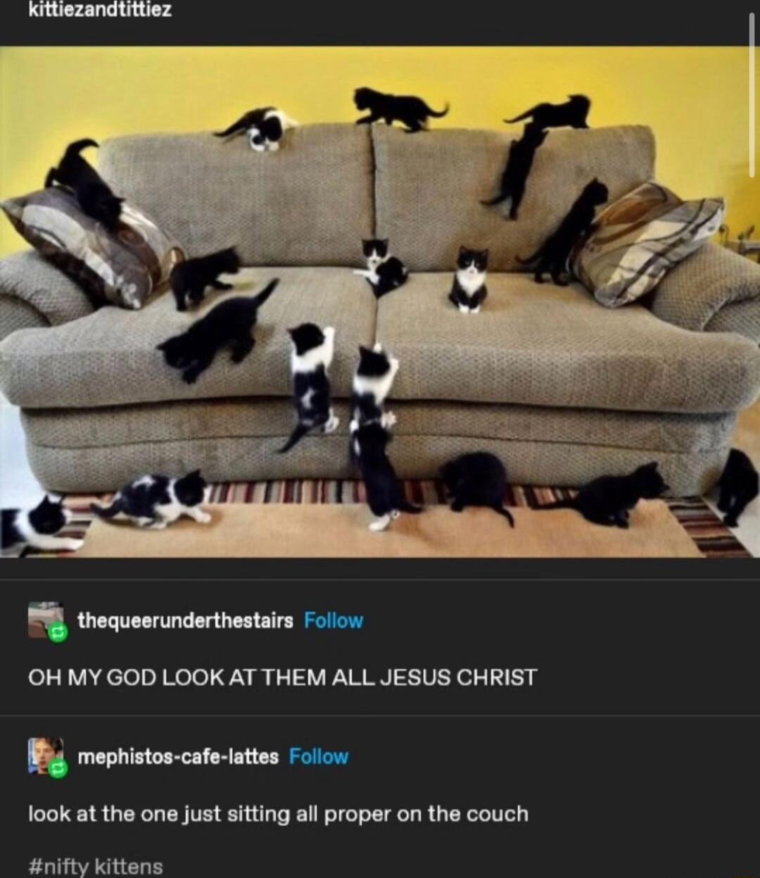 OH MY GOD LOOK AT THEM ALL JESUS CHRIST Py mephistos cae attes Follow ook at the one just sitting all proper on the couch nifty kittens