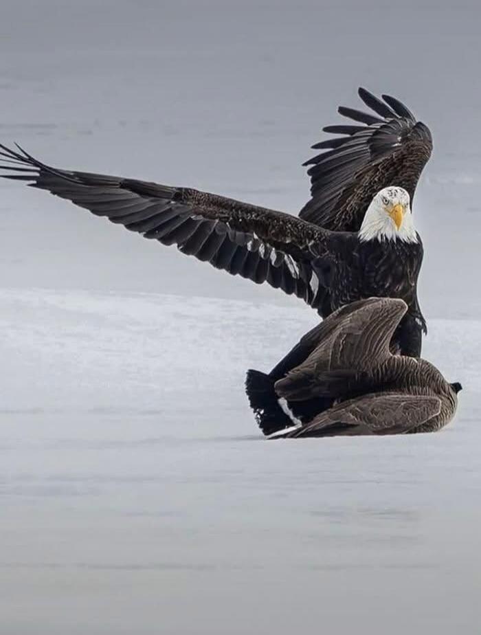 A bald eagle with its wings spread appears to be striking or defending itself against another bird on a snowy/icy surface.