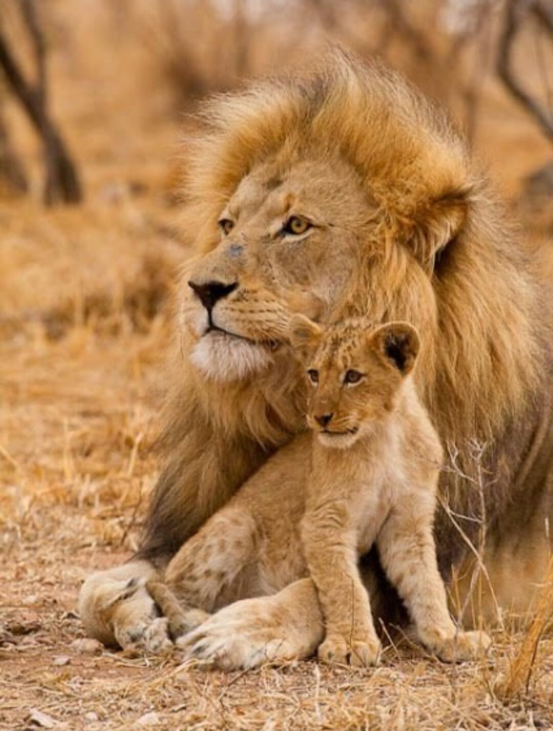 A lion and its cub resting on the dry savannah.