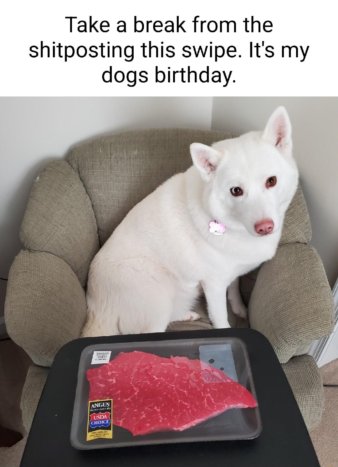 Take a break from the shitposting this swipe Its my dogs birthday