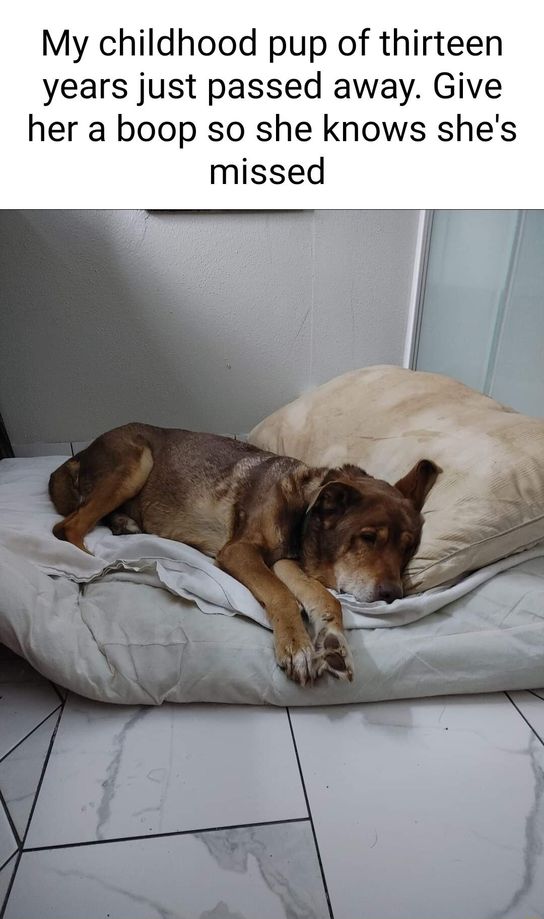 My childhood pup of thirteen years just passed away Give her a boop so she knows shes missed