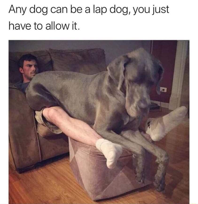 Any dog can be a lap dog you just have to allow it