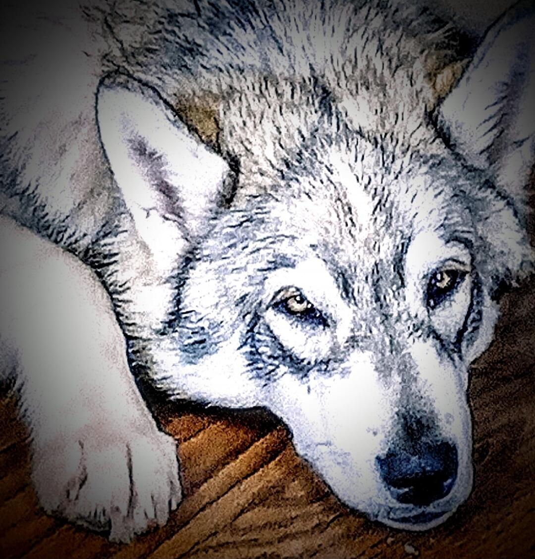 A dog lying down on a wooden floor.