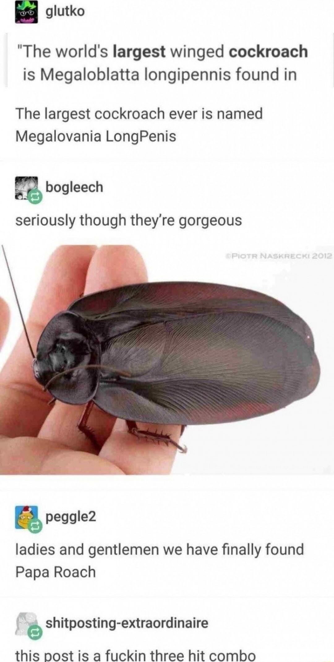 glutko The worlds largest winged cockroach is Megaloblatta longipennis found in The largest cockroach ever is named Megalovania LongPenis E bogleech seriously though theyre gorgeous rs peggle2 ladies and gentlemen we have finally found Papa Roach 9 shitposting extraordinaire this post is a fuckin three hit combo