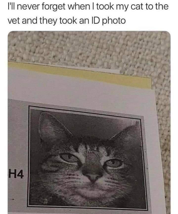 Il never forget when took my cat to the vet and they took an ID photo