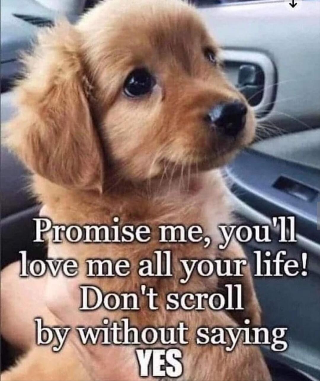 Promise me, you'll love me all your life! Don't scroll by without saying YES