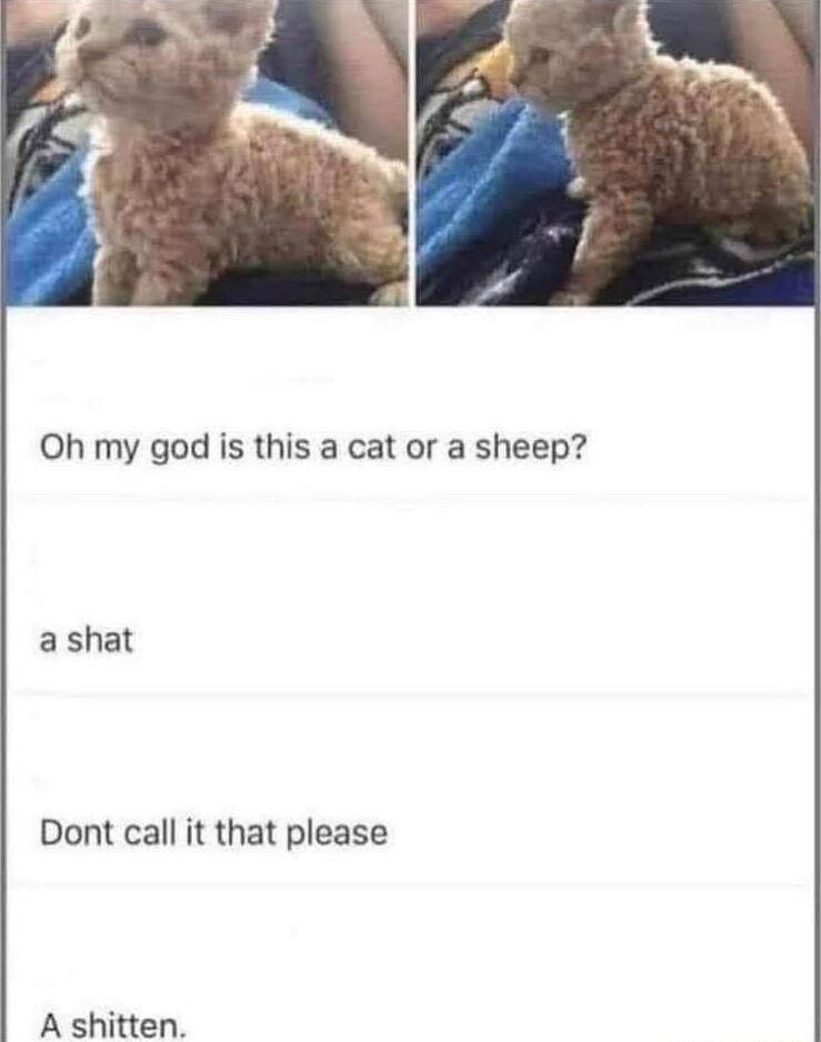 Oh my god is this a cat or a sheep ashat Dont call it that please A shitten