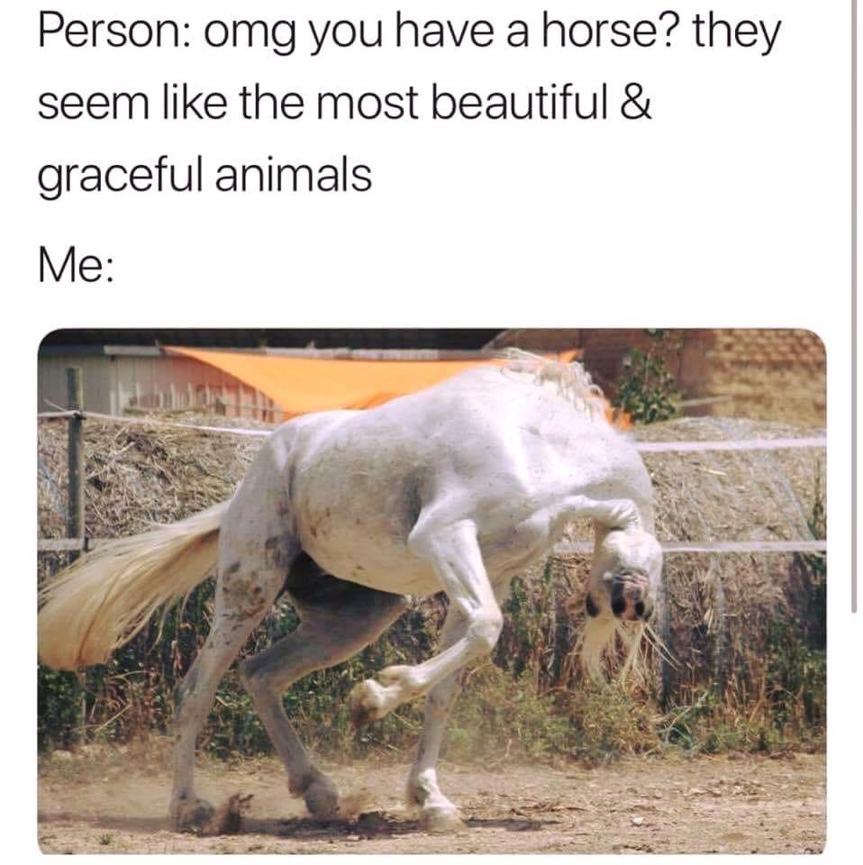 Person omg you have a horse they seem like the most beautiful graceful animals