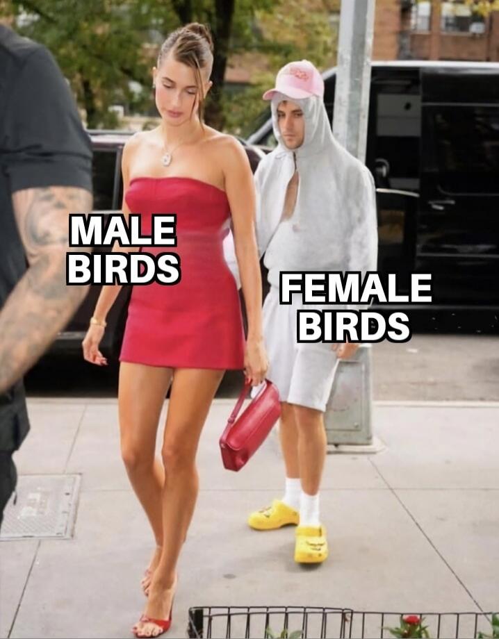 MALE BIRDS FEMALE BIRDS