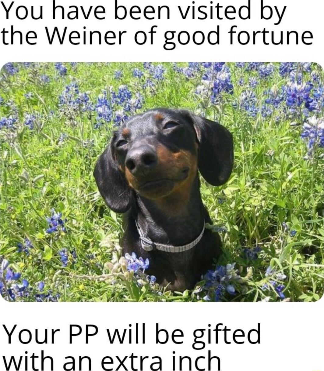 You have been visited by the Weiner of good fortune g ok A Your PP will be gifted with an extra inch