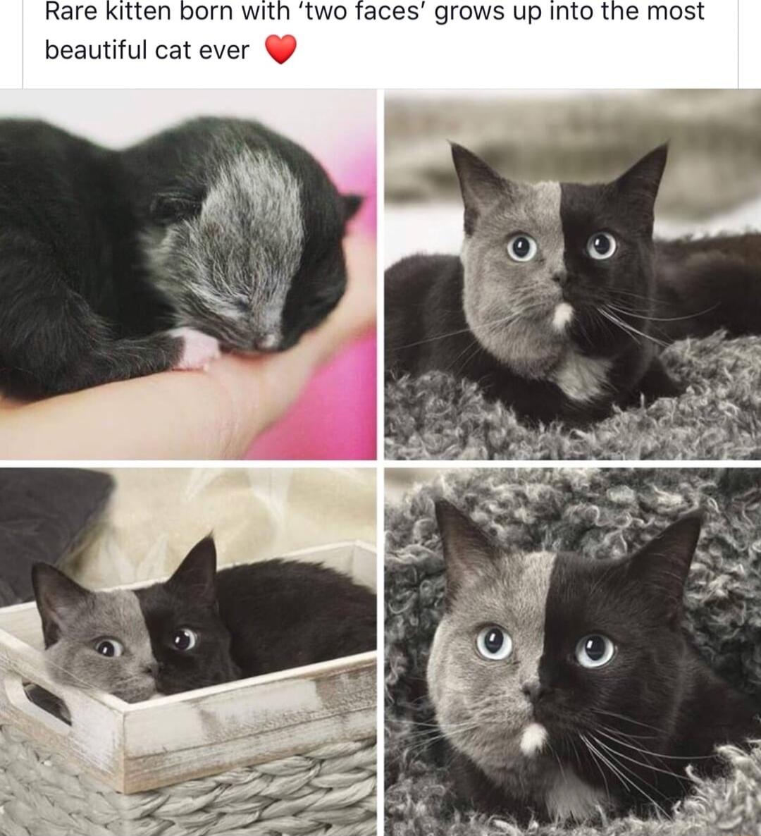 Kitten born with two faces grows up into the most beautiful cat ever