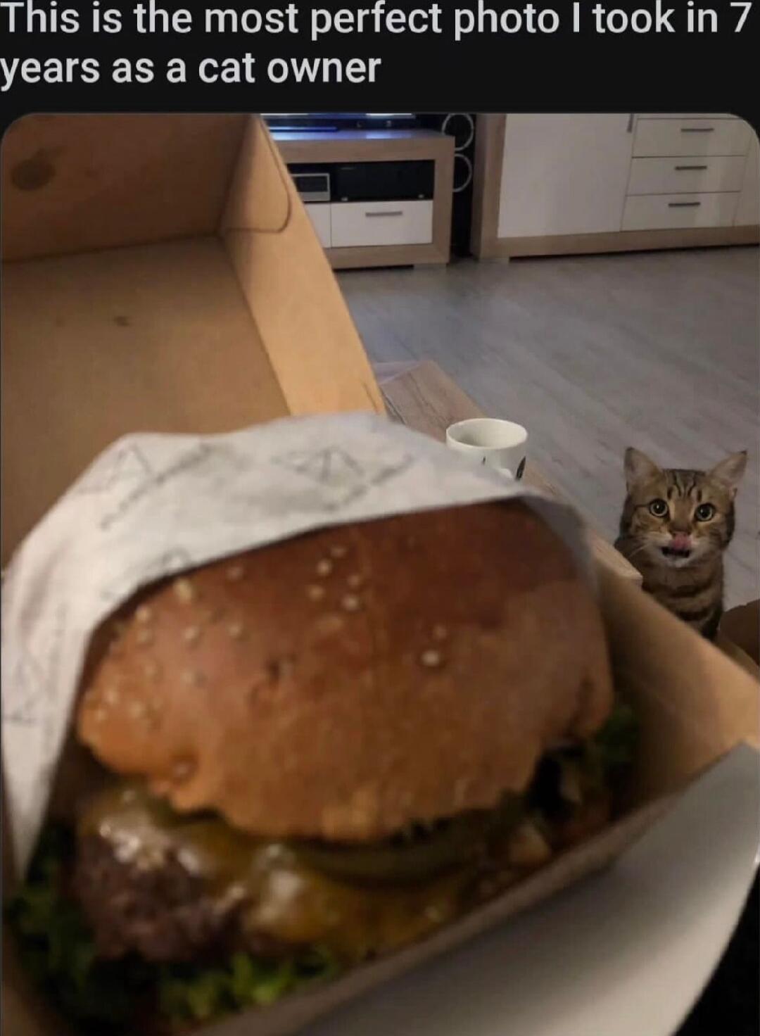 This Is the most perfect photo took in 7 years as a cat owner