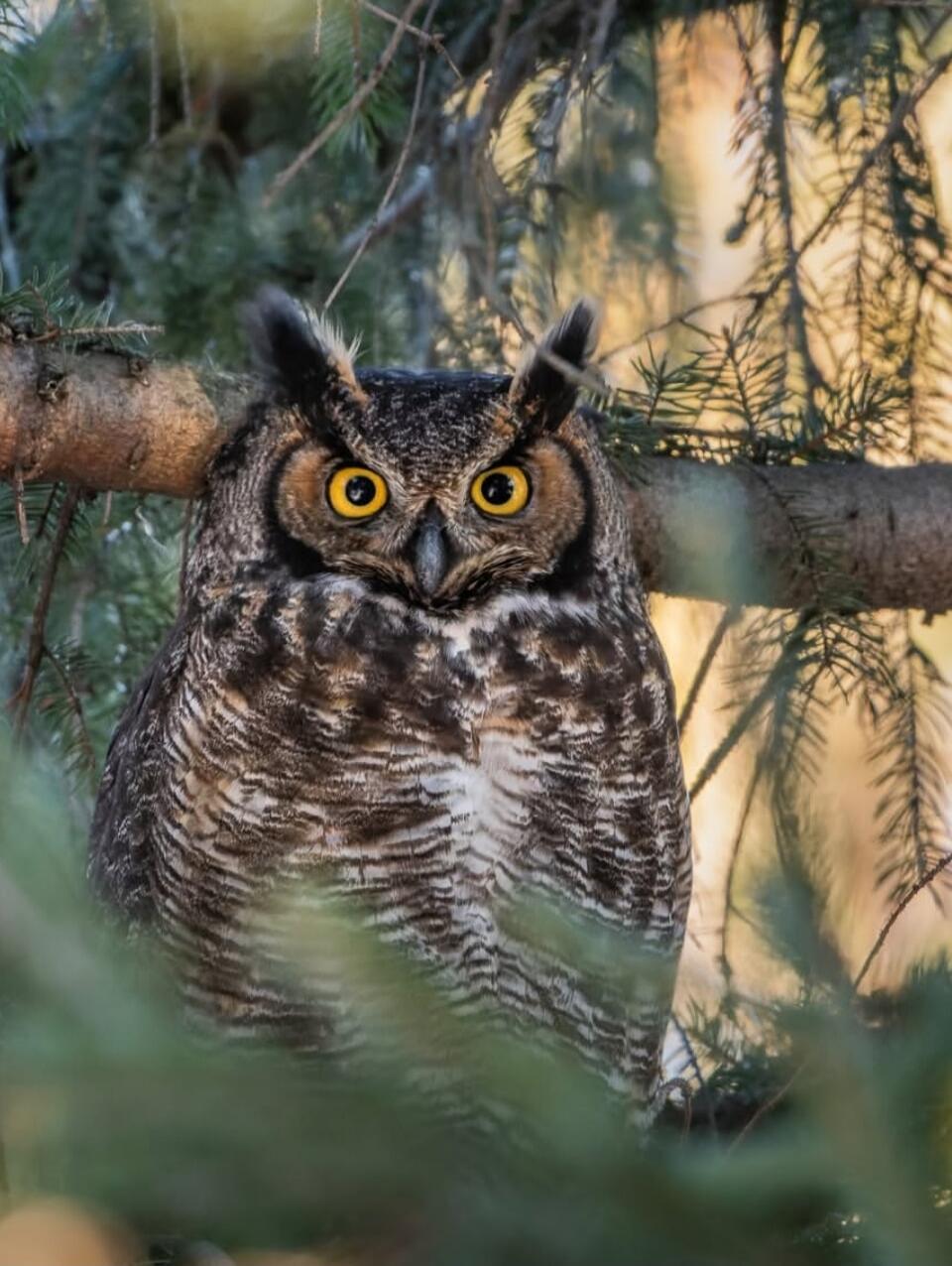 An owl perched on a branch, with striking yellow eyes and ear tufts, surrounded by pine branches.