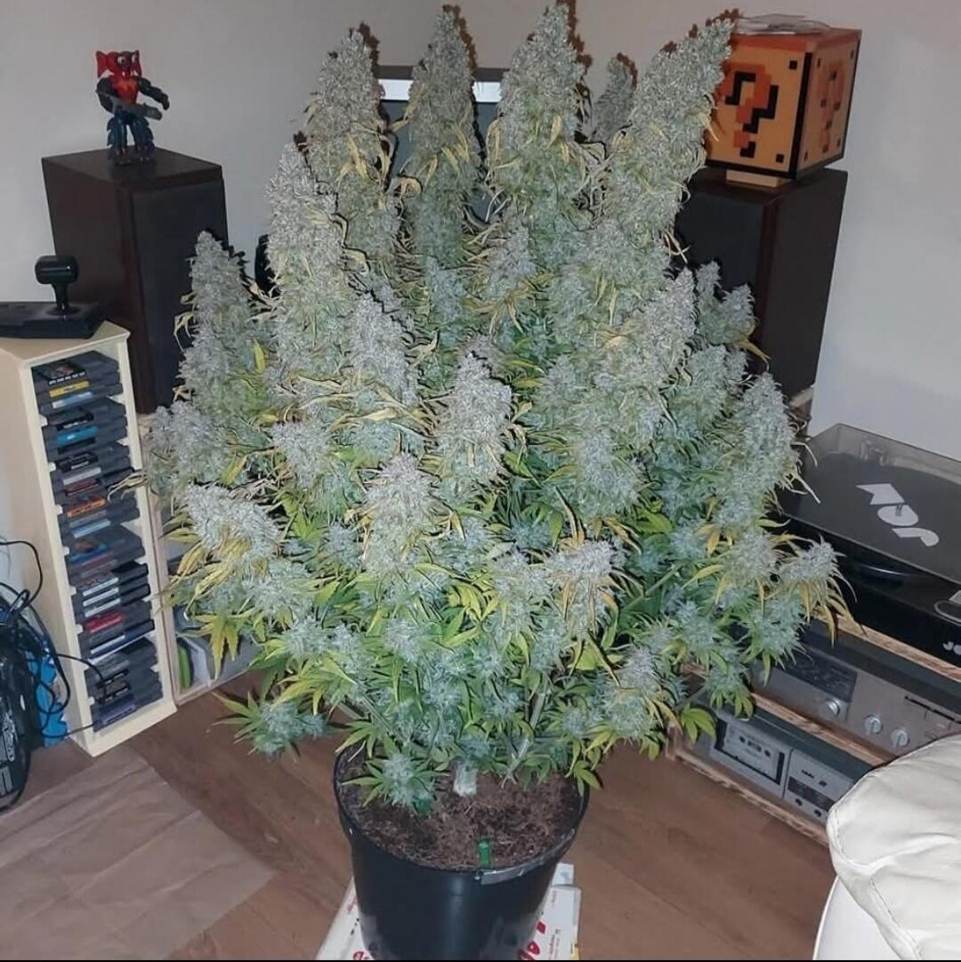 A large cannabis plant in a pot indoors, with dense buds and frosty trichomes. There are shelves and a gaming console in the background.