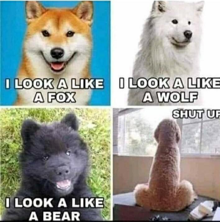 I look a like a fox. I look a like a wolf. I look a like a bear. Shut up.