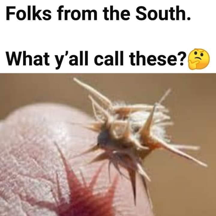 Folks from the South What yall call these