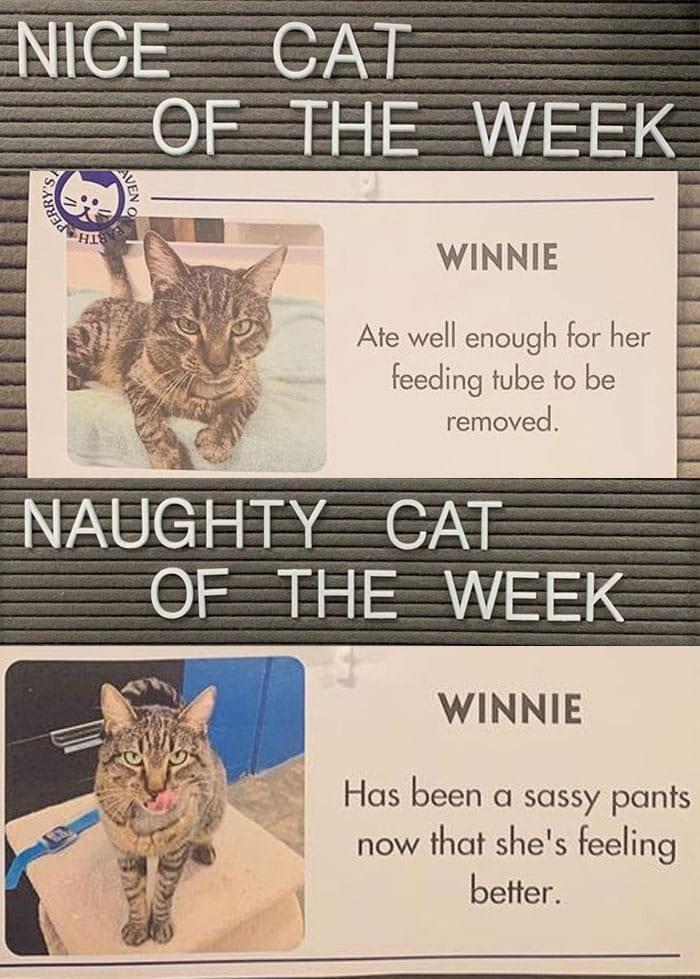 NICE CAT OF THE WEEK WINNIE Ate well enough for her feeding tube to be removed NAUGHTEYCAT 6E SS WINNIE Has been a sassy pants now that shes feeling better