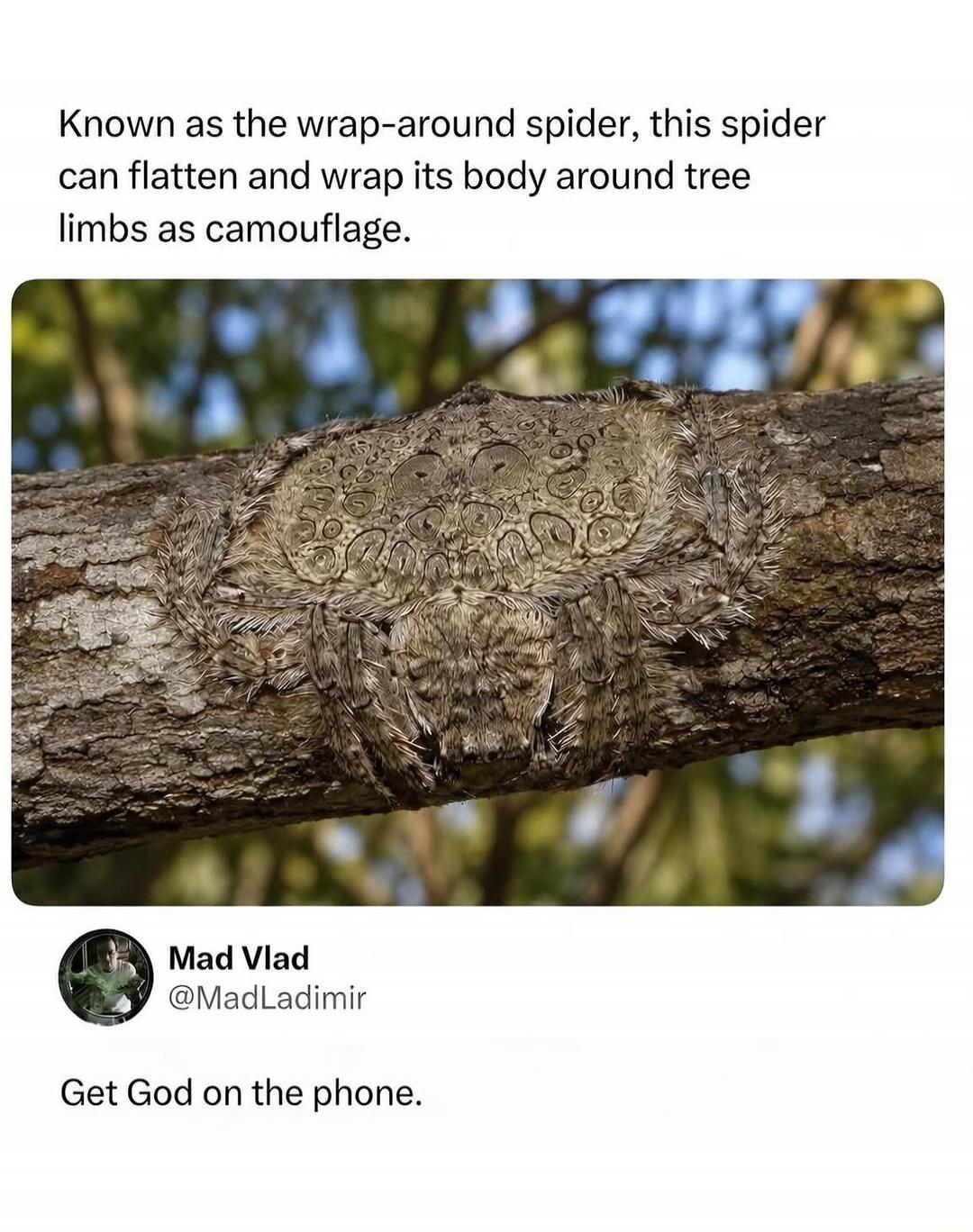 Known as the wrap-around spider, this spider can flatten and wrap its body around tree limbs as camouflage. Mad Vlad @MadLadimir Get God on the phone.