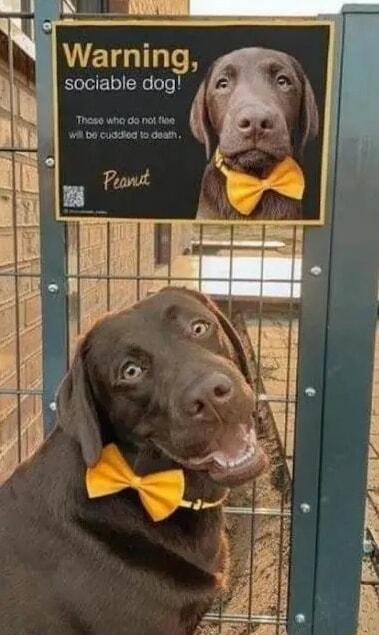 ETG LT W sociable dog v gzl P i i