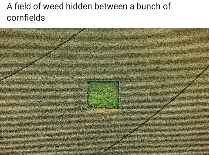 A field of weed hidden between a bunch of cornfields