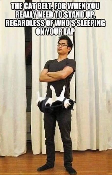 THE CAT BELT, FOR WHEN YOU REALLY NEED TO STAND UP, REGARDLESS OF WHO'S SLEEPING ON YOUR LAP