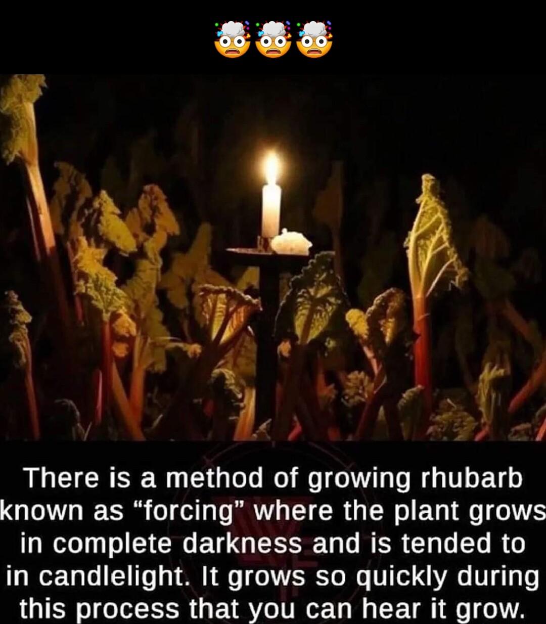 7 There is a method of growing rhubarb known as forcing where the plant grows R T T RO ETG S L CR G T B in candlelight It grows so quickly during this process that you can hear it grow