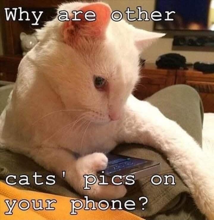 Why are other cats' pics on your phone?