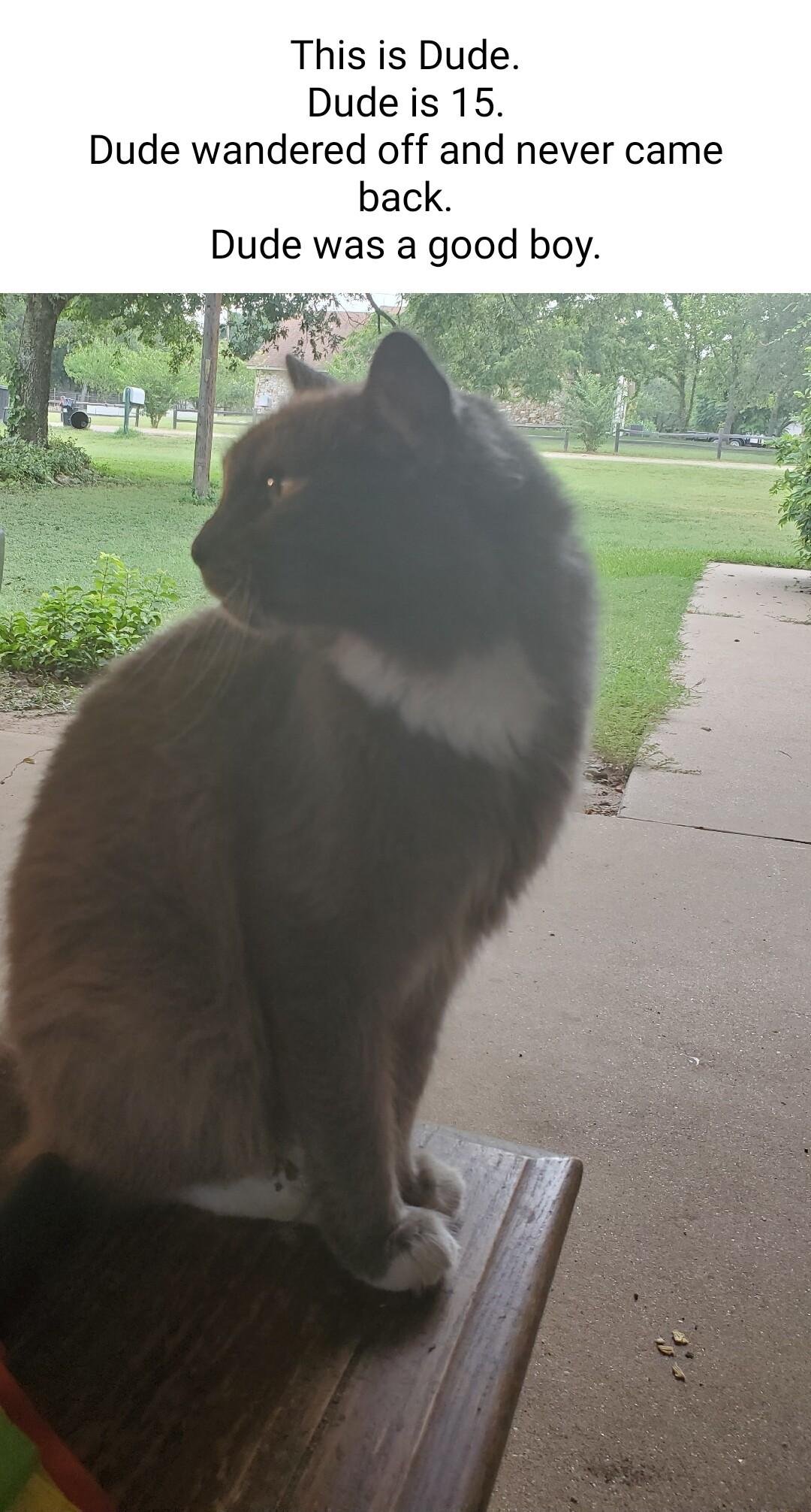 This is Dude Dude is 15 Dude wandered off and never came back Dude was a good boy