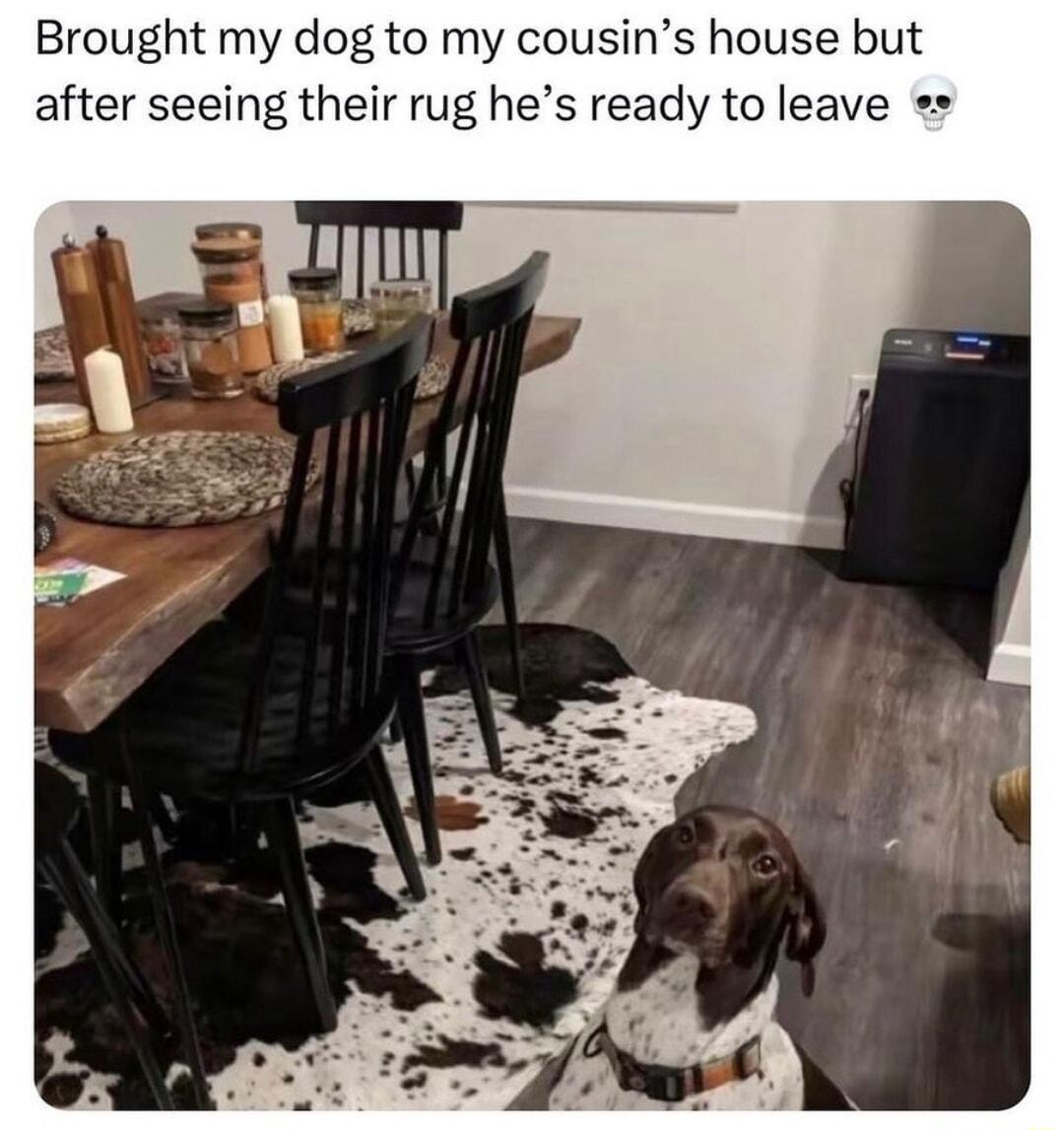 Brought my dog to my cousins house bu after seeing their rug hes ready to leave