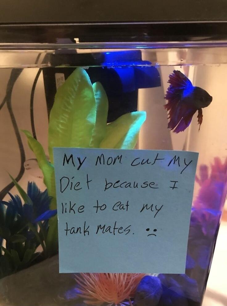 My mom cut my Diet because I like to eat my tank mates. :(