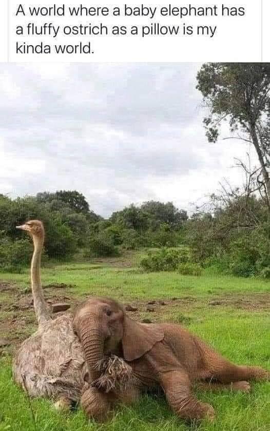 A world where a baby elephant has a fluffy ostrich as a pillow is my kinda world