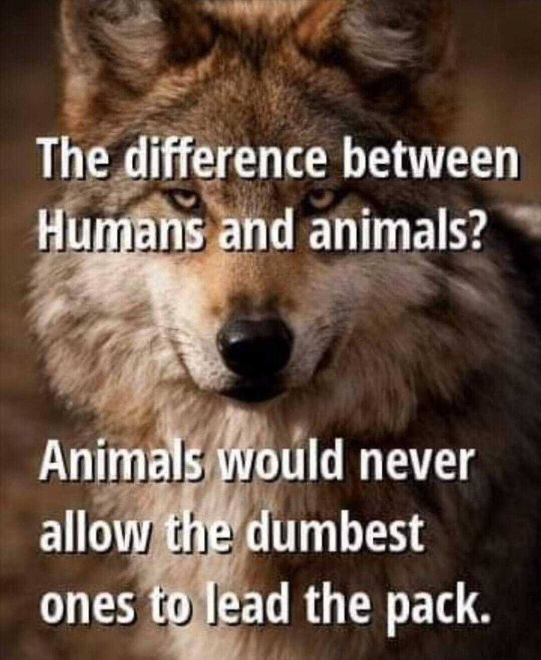 The difference between Humans and animals? Animals would never allow the dumbest ones to lead the pack.