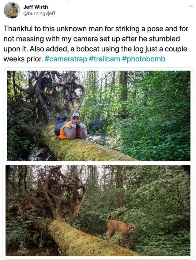 Thankful to this unknown man for striking a pose and for not messing with my camera set up after he stumbled upon it Also added a bobcat using the icg justa couple weeks prior