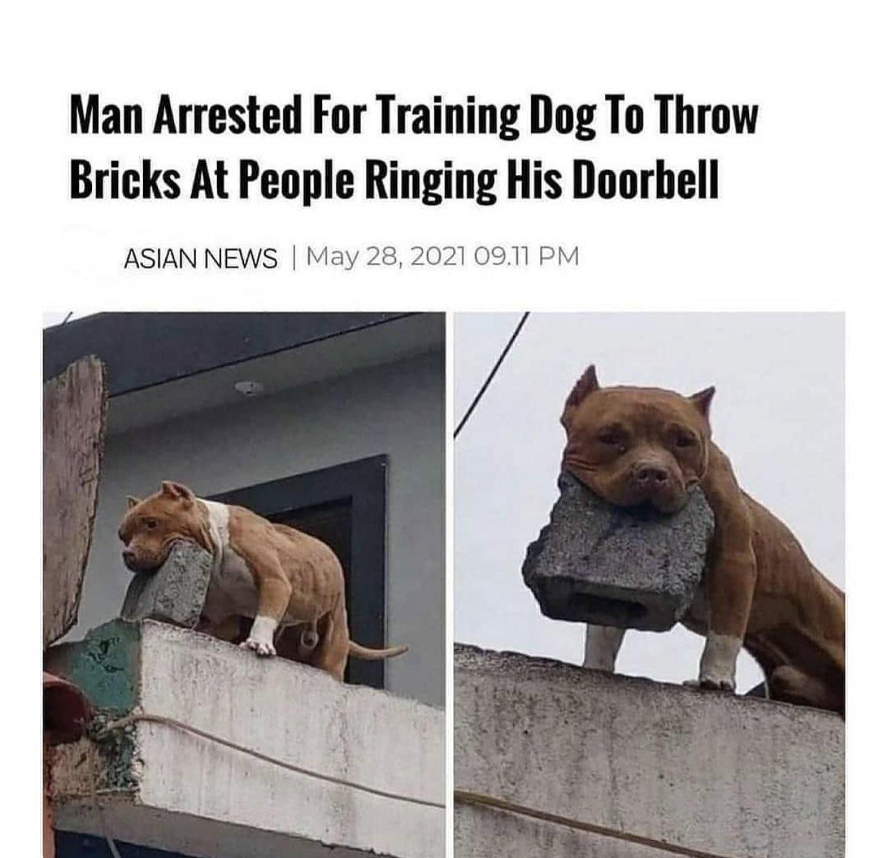 Man Arrested For Training Dog To Throw Bricks At People Ringing His Doorbell ASIAN NEWS May 28 2021 0911 PM