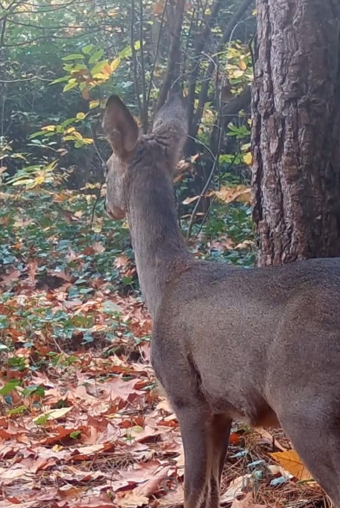 Session ID: 1031252.