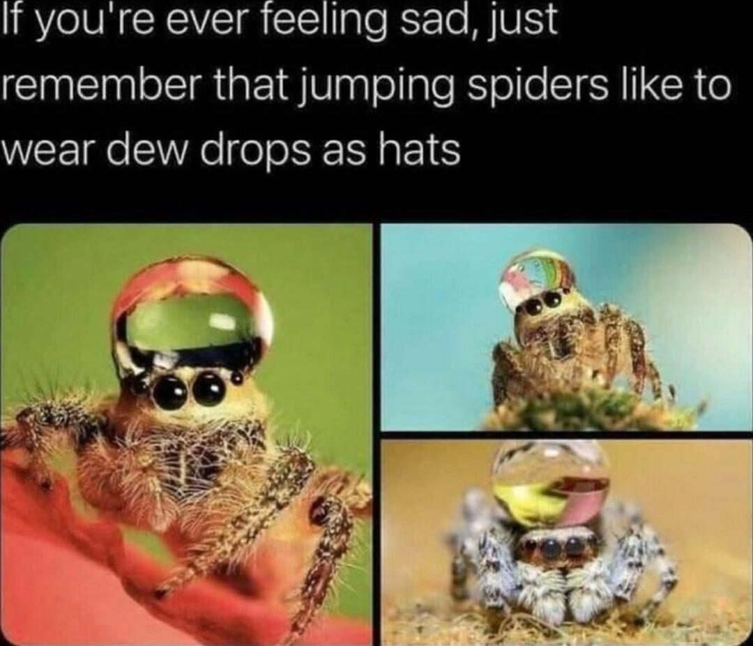 It youre ever feeling sadq just remember that jumping spiders like to WEE e SWRe o s I E TS