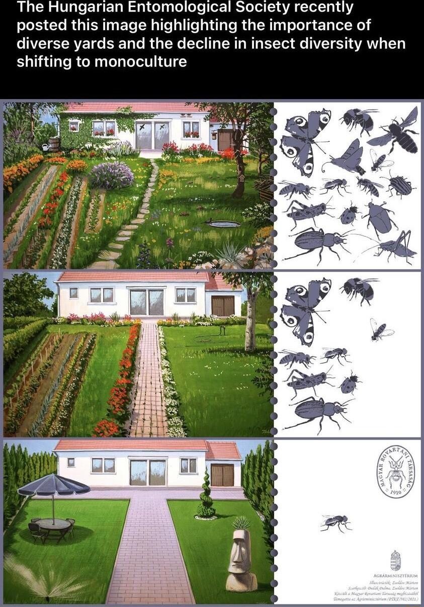 The Hungarian Entomological Society recently posted this image highlighting the importance of diverse yards and the decline in insect diversity when shifting to monoculture