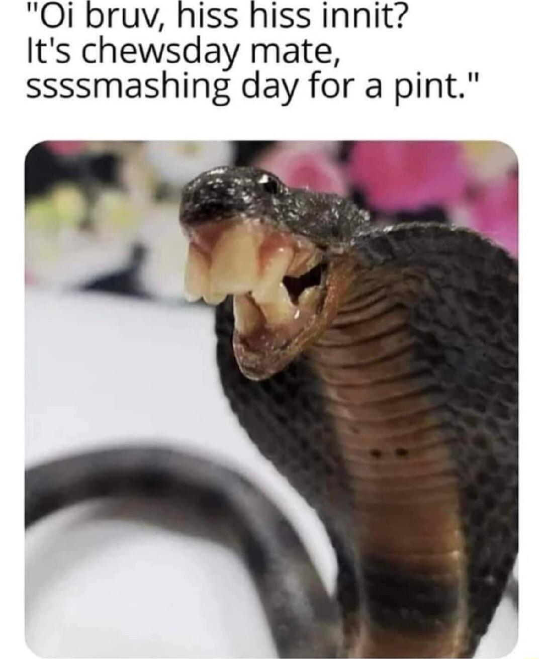 Oi bruy hiss hiss innit Its chewsday mate ssssmashing day for a pint